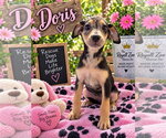 Doris - Female Catahoula Leopard Dog-Unknown Mix Dog for Adoption - Small photo