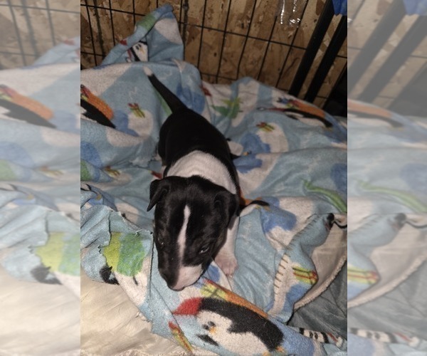Medium Photo #12 Bull Terrier Puppy For Sale in LONG BEACH, CA, USA