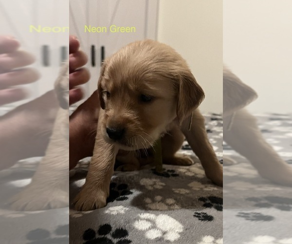 Medium Photo #7 Golden Retriever Puppy For Sale in BUCHANAN, TN, USA