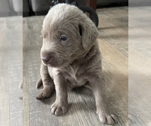 Medium Labrador Retriever