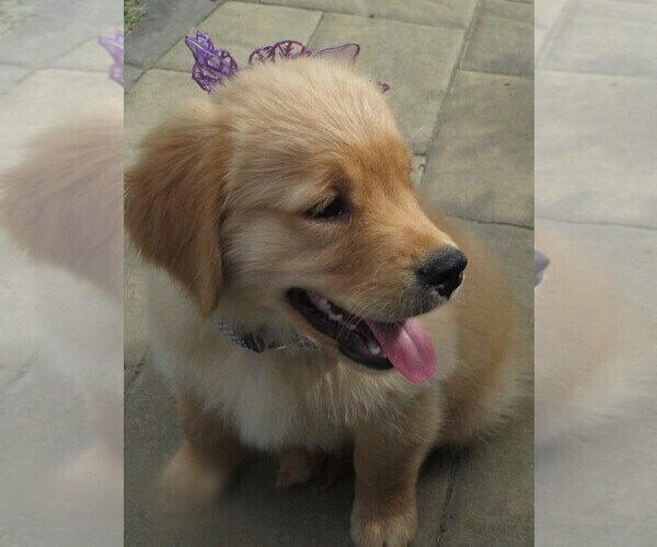 Medium Photo #11 Golden Retriever Puppy For Sale in MECHANICSVILLE, MD, USA