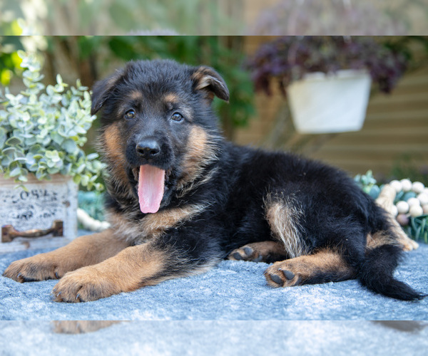 Medium Photo #2 German Shepherd Dog Puppy For Sale in MANTON, MI, USA