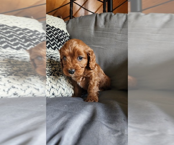 Medium Photo #3 Cavapoo (Miniature) Puppy For Sale in GREENWOOD, WI, USA