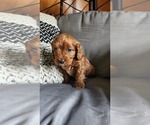 Small #2 Cavapoo (Miniature)