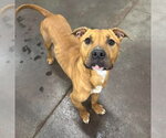 Small #5 Boxer Mix