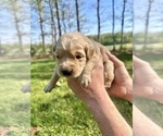 Puppy Light Blue Golden Retriever