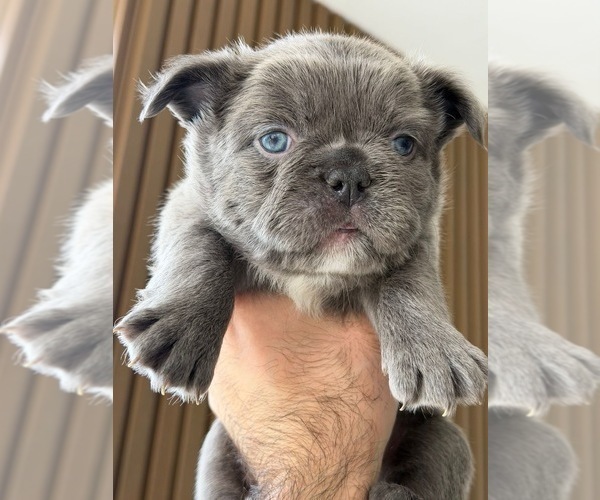 Medium Photo #5 French Bulldog Puppy For Sale in PHOENIX, AZ, USA