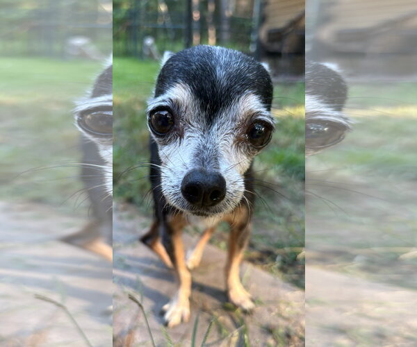 Medium Photo #4 Chihuahua Puppy For Sale in Mount Pleasant, SC, USA