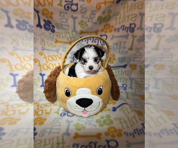 Medium Photo #1 Morkie Puppy For Sale in SPRINGFIELD, TN, USA