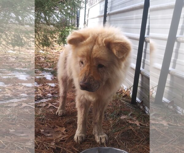 Medium Photo #2 Chow Chow Puppy For Sale in Monterey, VA, USA
