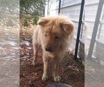 Small Photo #2 Chow Chow Puppy For Sale in Monterey, VA, USA