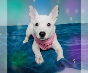 Mutt Dogs for adoption in Corona, CA, USA