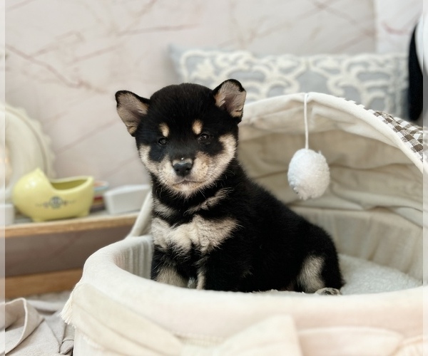 Medium Photo #10 Shiba Inu Puppy For Sale in LOS ANGELES, CA, USA