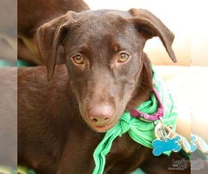 Labrador Retriever-Retriever Mix Dogs for adoption in Washington, DC, USA