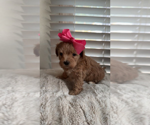 Medium Maltipoo (Toy)