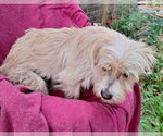 Small #1 Norfolk Terrier Mix