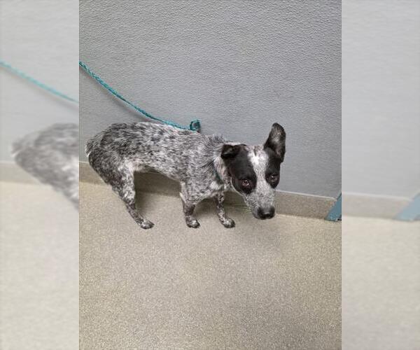 Medium Photo #1 Mutt Puppy For Sale in Las Vegas, NV, USA