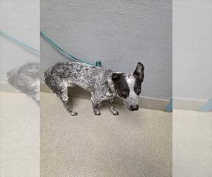 Mutt Dogs for adoption in Las Vegas, NV, USA