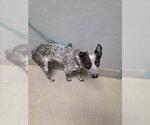 *LUCAS - Male Mutt Dog for Adoption - Small photo