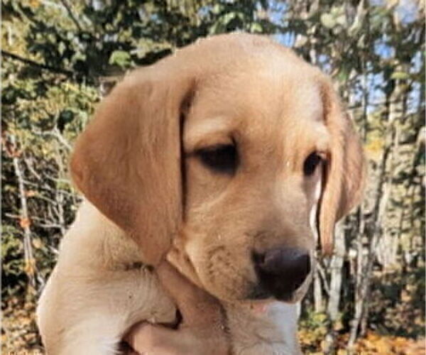 Medium Photo #5 Labrador Retriever Puppy For Sale in SHELTON, WA, USA