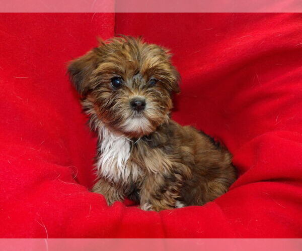 Medium Photo #2 Shorkie Tzu Puppy For Sale in PATERSON, NJ, USA