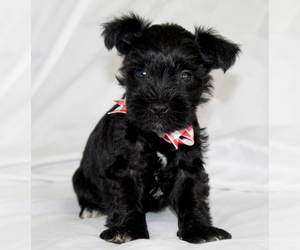 Schnauzer (Miniature) Puppy for sale in BROOKSVILLE, FL, USA