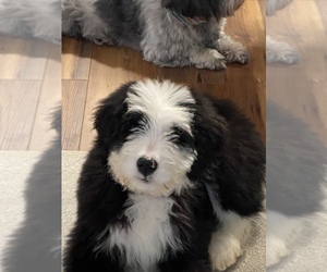 Bernedoodle Puppy for sale in GROVER HILL, OH, USA