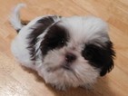 Small Photo #6 Shih Tzu Puppy For Sale in ENKA, NC, USA