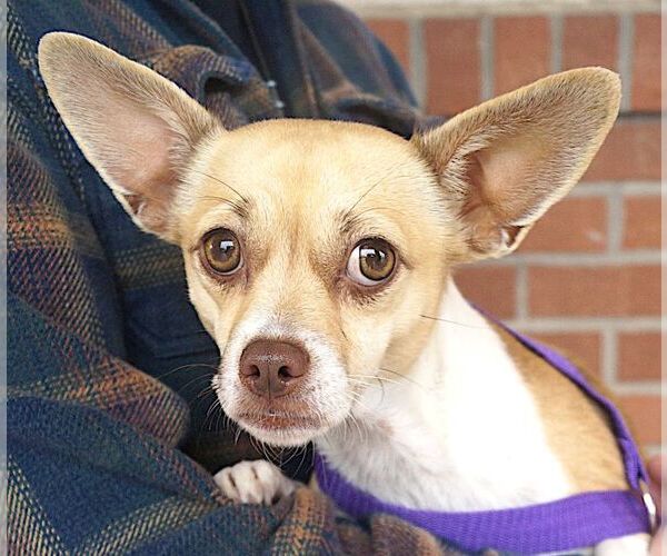 Medium Photo #2 Chihuahua Puppy For Sale in Carrollton, TX, USA