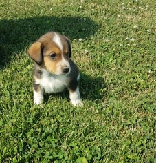 Labrador Retriever-Unknown Mix Puppy for sale in ARTHUR, IL, USA