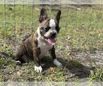 Small #1 French Bulldog