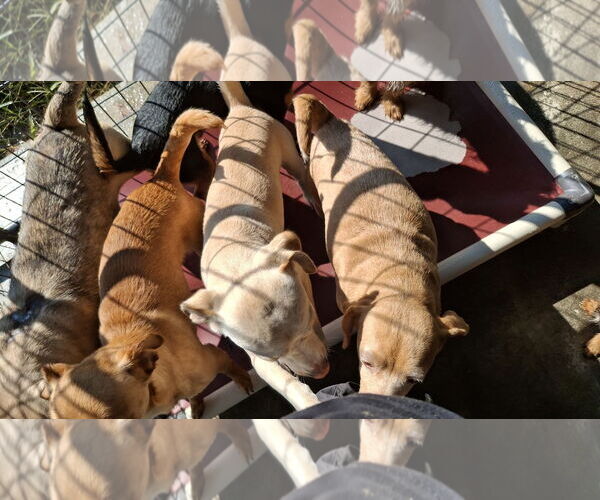 Medium Photo #8 Chihuahua Puppy For Sale in Sebec, ME, USA