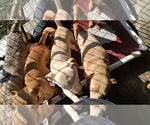 Small #7 Chihuahua