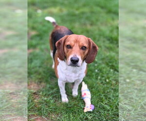 Turbo - Male Beagle Dog for Adoption - Photo #4