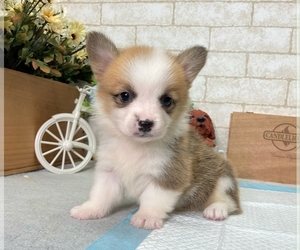 Pembroke Welsh Corgi Puppy for sale in LOS ANGELES, CA, USA