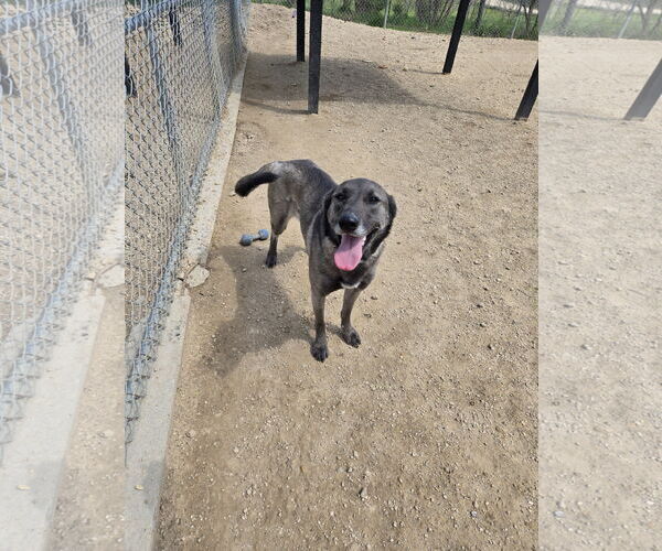Medium Photo #4  Puppy For Sale in , 