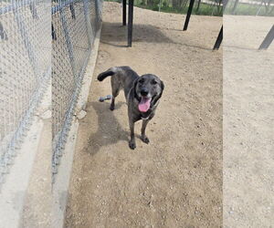 German Shepherd Dog-Unknown Mix Dogs for adoption in Maquoketa, IA, USA