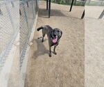 Small German Shepherd Dog Mix