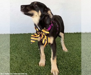 Allie - Female German Shepherd Dog-Unknown Mix Dog for Adoption - Photo #3