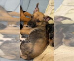 Small #2 Bulldog Mix