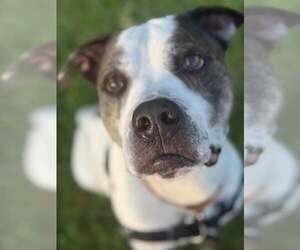 Mutt Dogs for adoption in Pompano Beach , FL, USA
