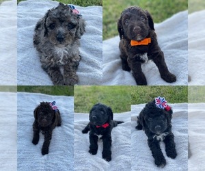 Aussiedoodle Miniature  Puppy for sale in WATERFORD, CA, USA