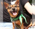 Small #3 Chihuahua Mix