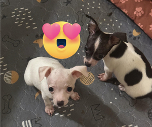 Chihuahua Puppy for sale in SAINT CLOUD, FL, USA