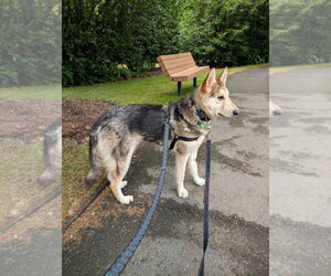 Sandy - Female Siberian Husky-Unknown Mix Dog for Adoption - Photo #7