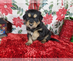 Golden Mountain Dog Puppy for Sale in BLACK FOREST, Colorado USA