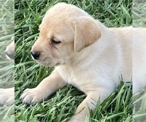 Labrador Retriever Puppy for sale in BLAKELY, GA, USA