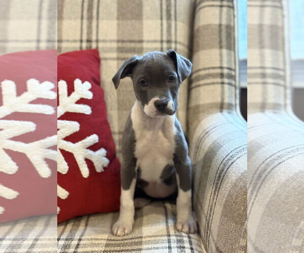 Medium Photo #1 American Bulldog-Labrador Retriever Mix Puppy For Sale in Tarrytown, GA, USA