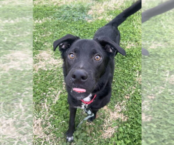 Medium Photo #2 Labrador Retriever-Unknown Mix Puppy For Sale in Evansville, IN, USA