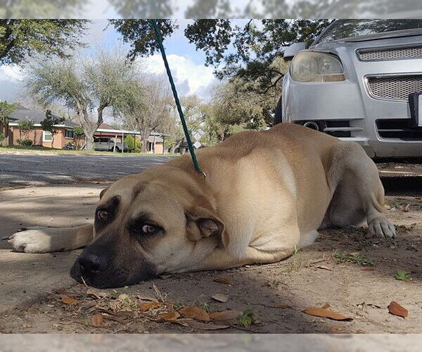 Medium Photo #1 Labrador Retriever-Unknown Mix Puppy For Sale in Pasadena, TX, USA